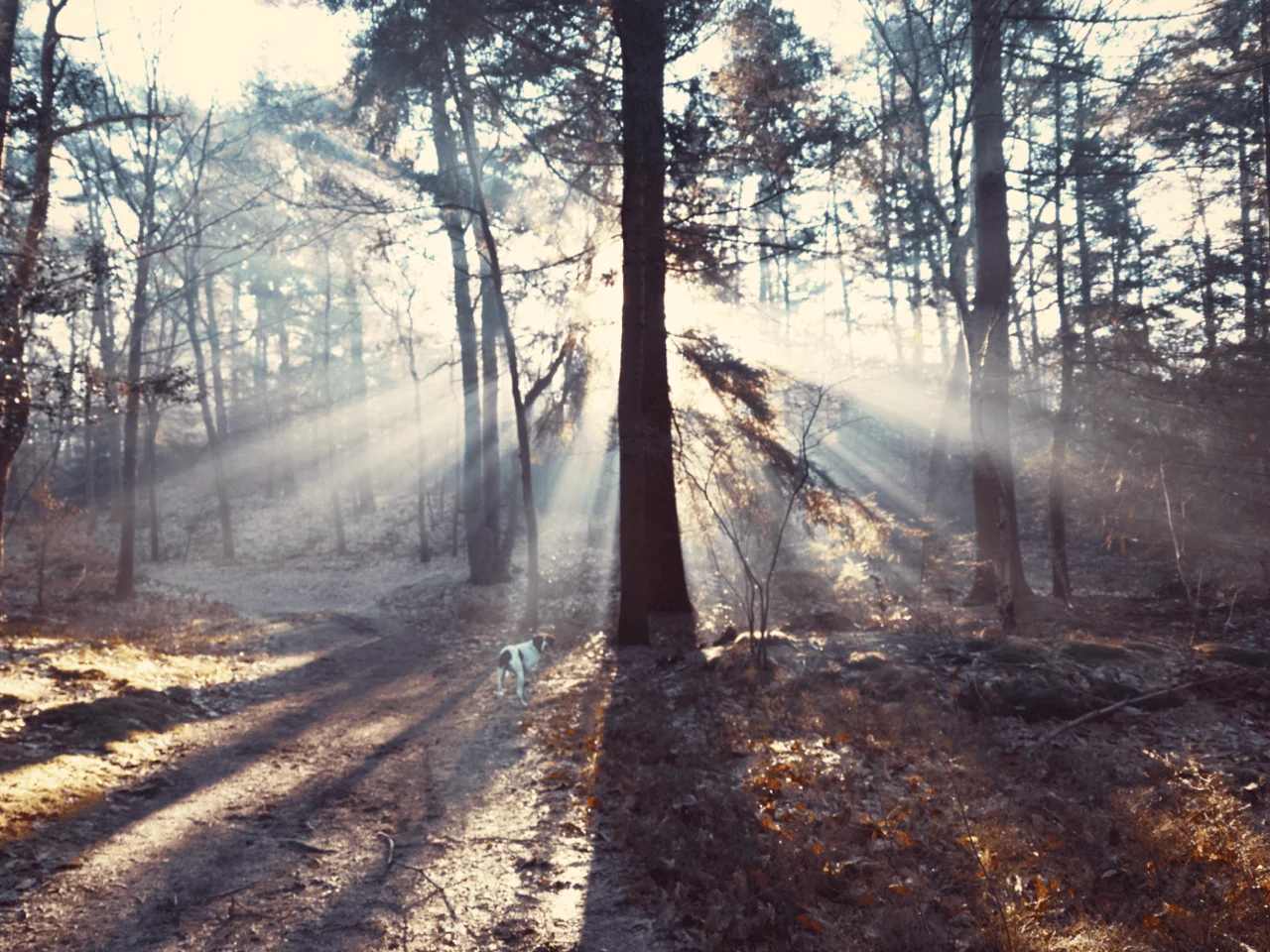 Finding wilderness in the Netherlands